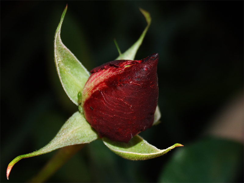 Sboccia... la primavera.