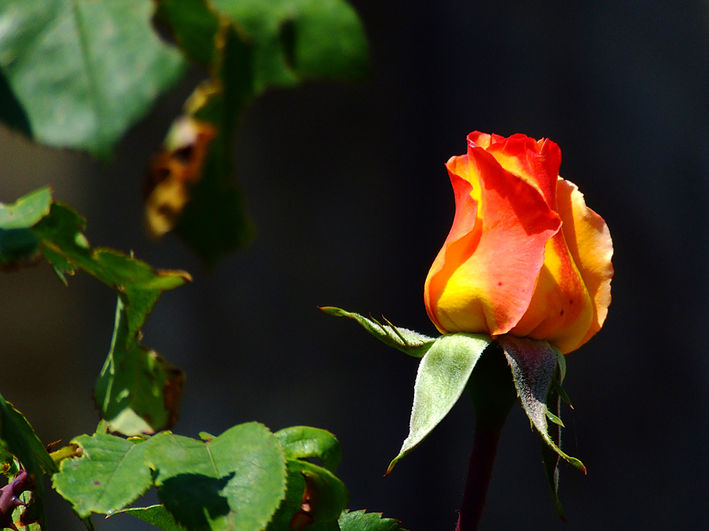 prima rosa del mio giardino