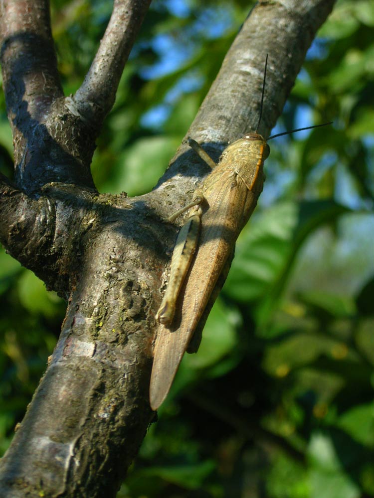 Riposino pomeridiano