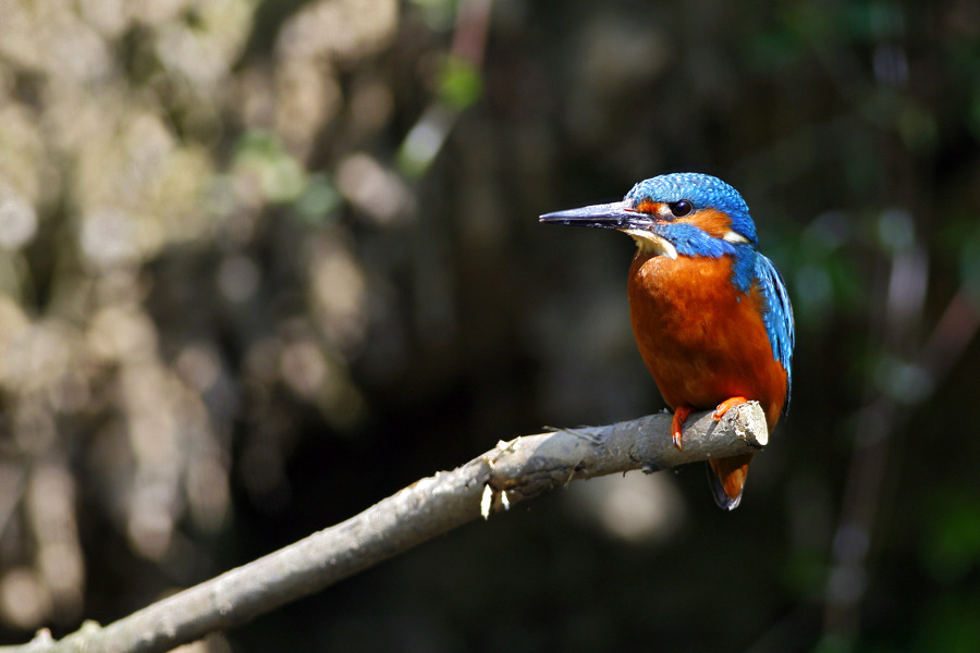 Martin Pescatore ...