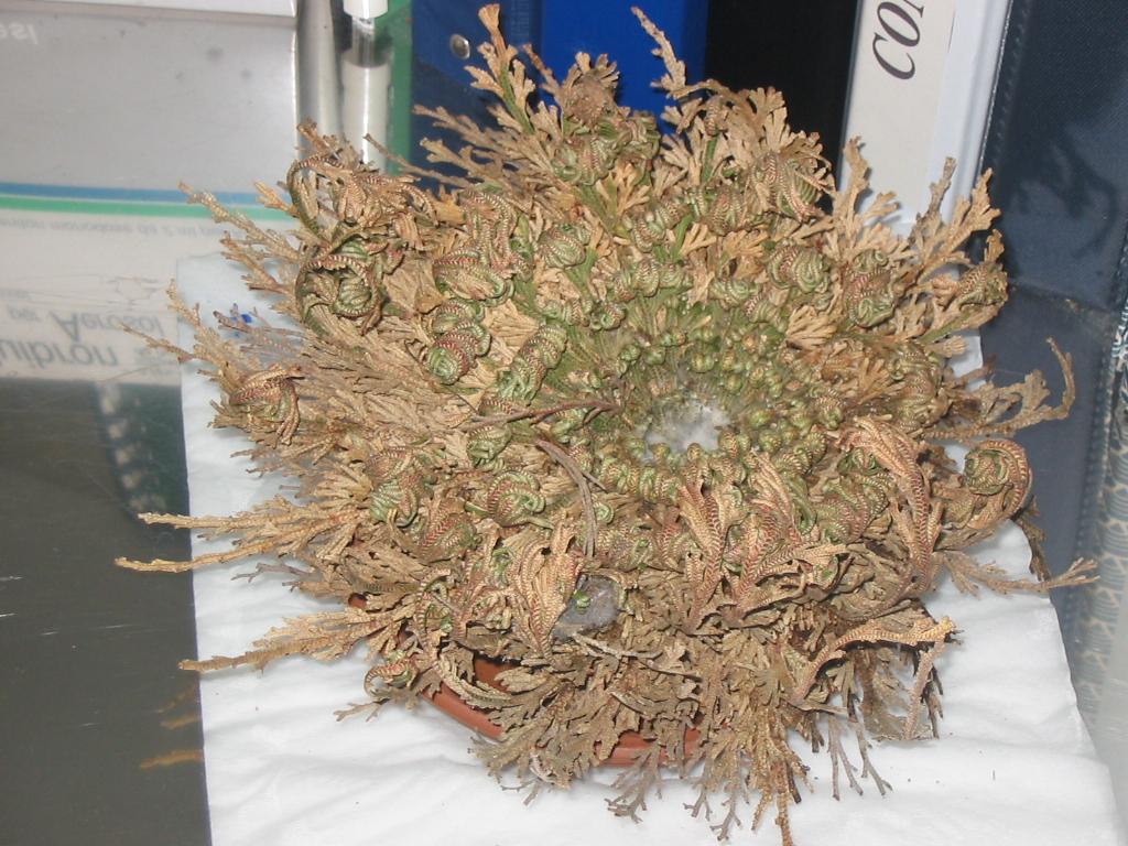 Rosa di Gericho..........