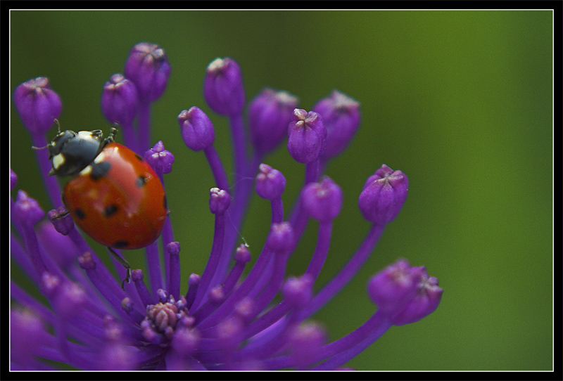 Coccinella#1