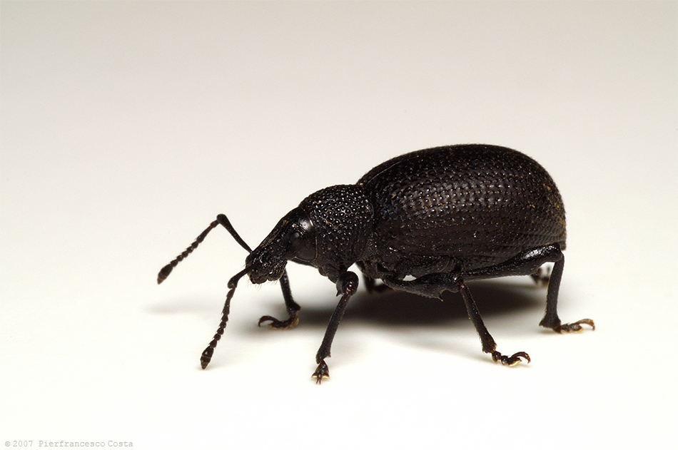 Otiorhynchus sulcatus