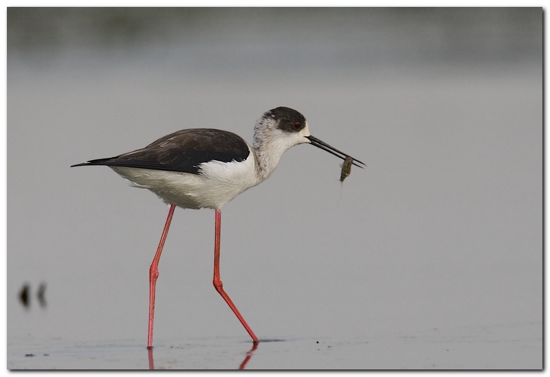 Luce brutta, ma occasione ghiotta
