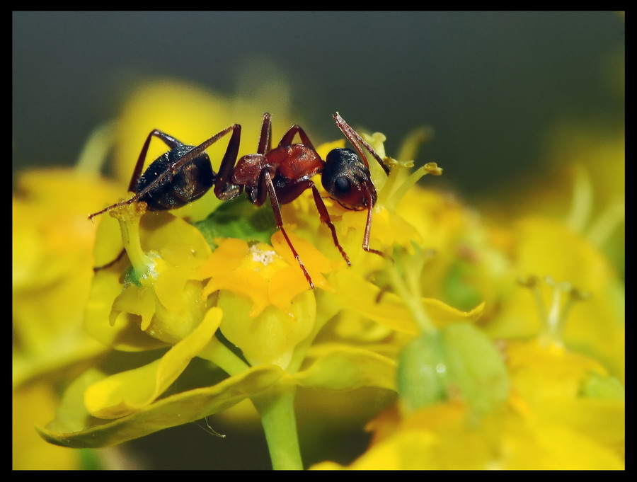 Il mio primo...extraterrestre