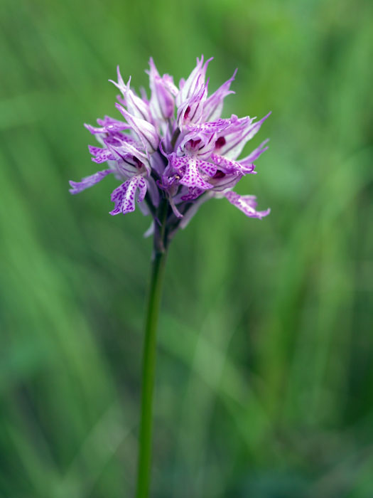 Ritratto di Orchis tridentata