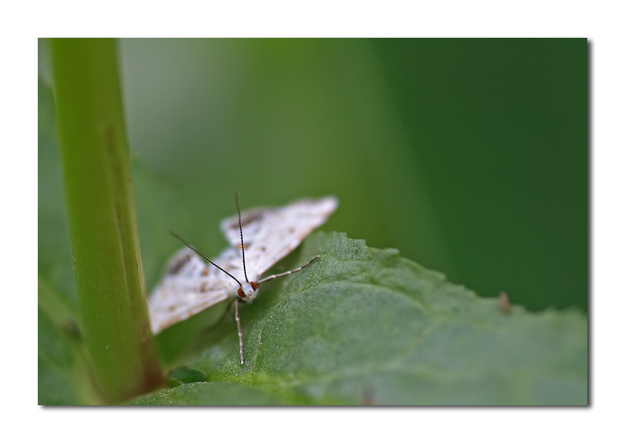 .... a me gli occhi .....