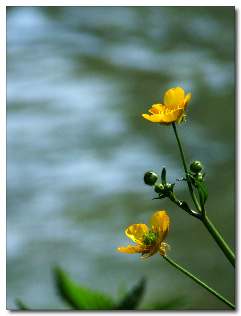 Giallo sul fiume Nera