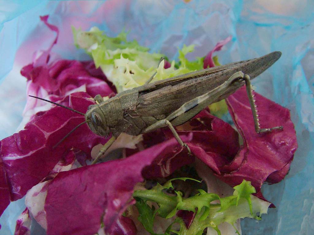 Cavalletta domestica