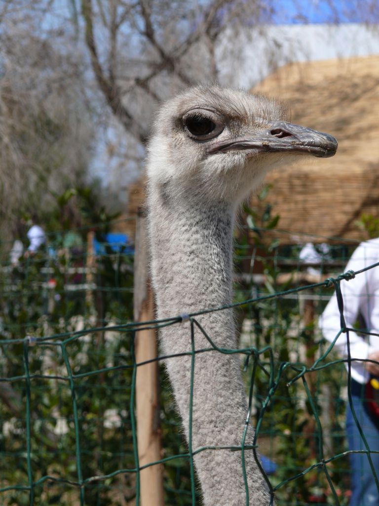 Faccia da struzzo!