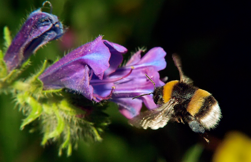 beccato il ciccione al volo!!!