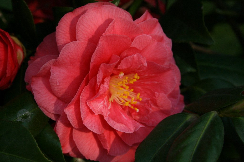 Camelia