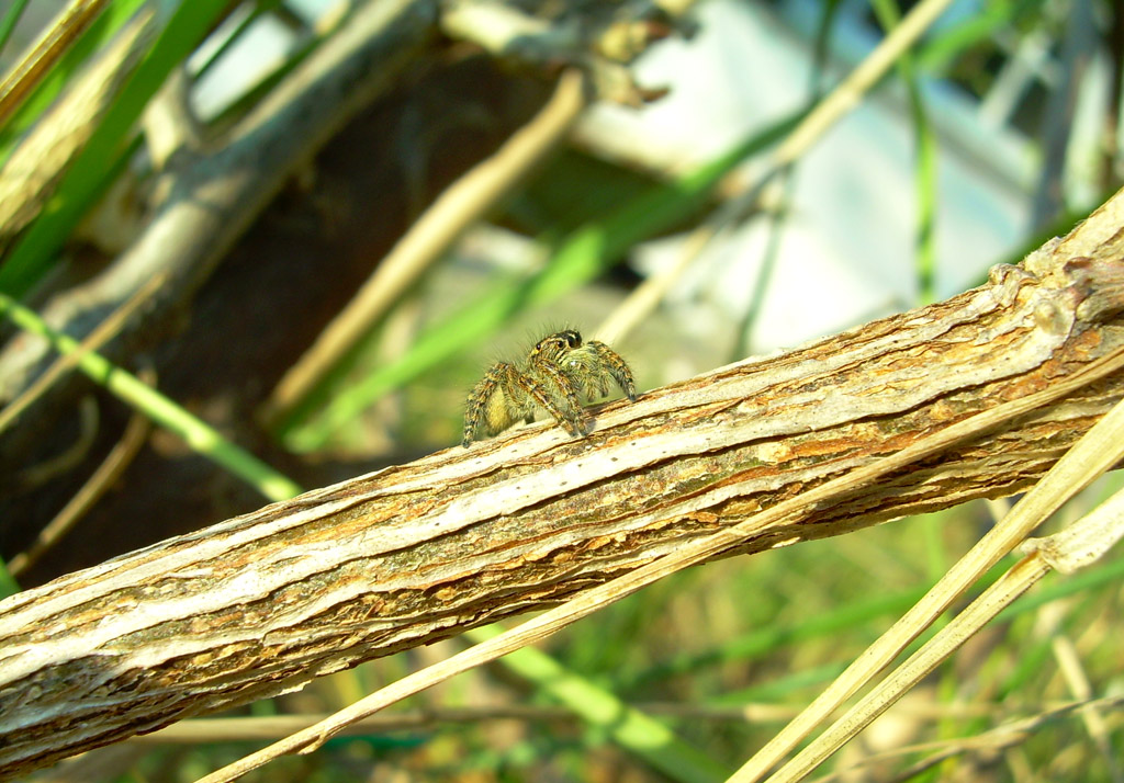 spider
