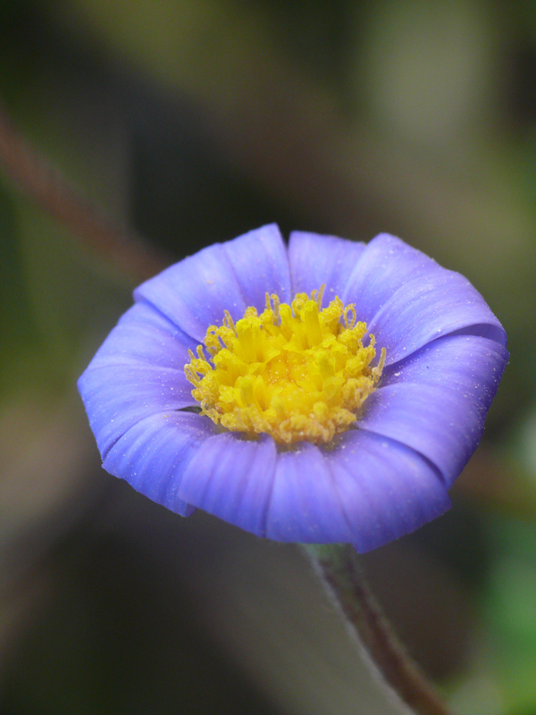 ricurva su se stessa