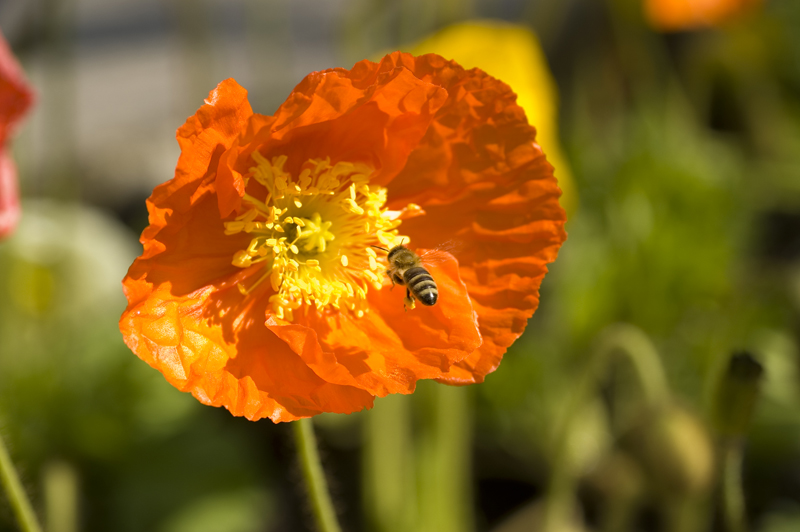 impollinazione imminente