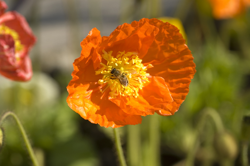 impollinazione in esecuzione