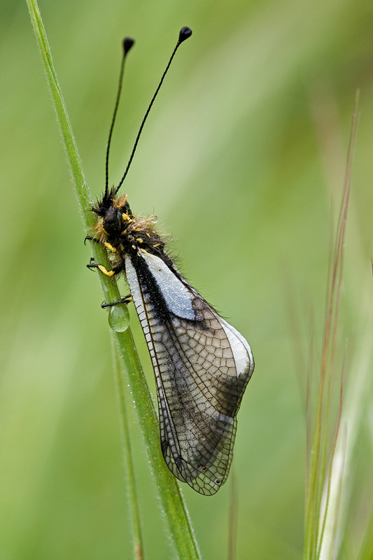 Ascalifo di prima mattina...