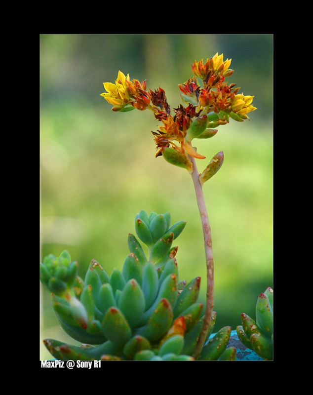 Pianta grassa, Fiore magro