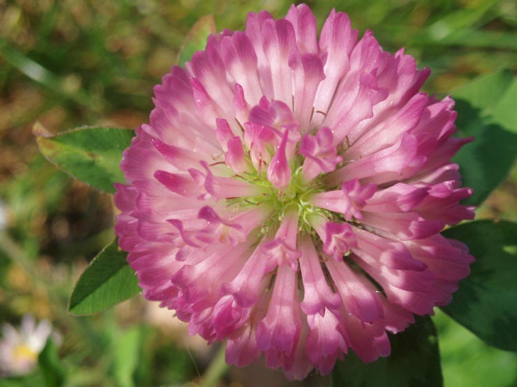 La perfezione della natura