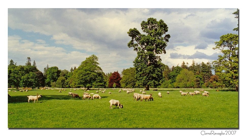 Il gregge...........