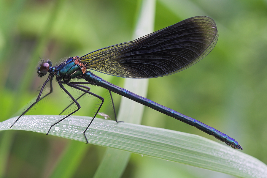 Calopteryx Splendens ( Male)