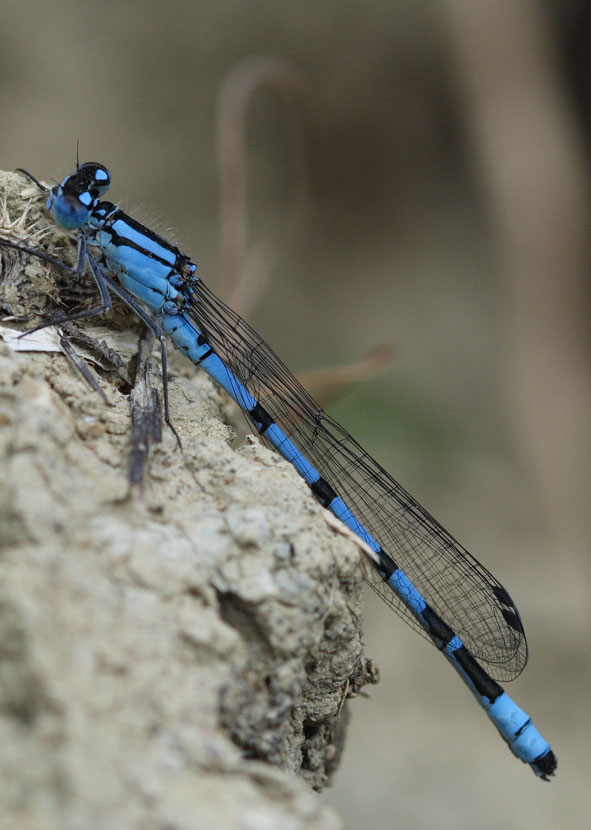 libellula scudettata