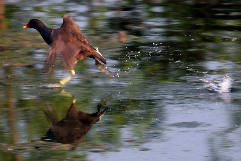 Volo! . . . o cammino?