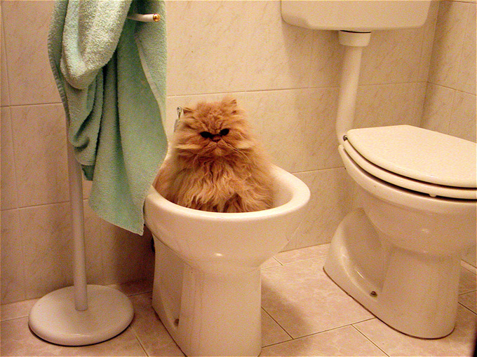 E dopo.......Un bel bidet!!!