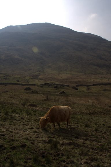 vacca delle highlands