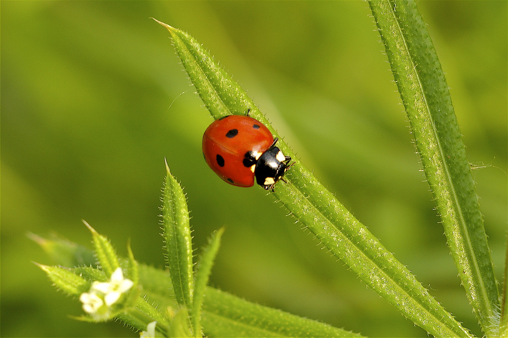 Coccinella su raggiera