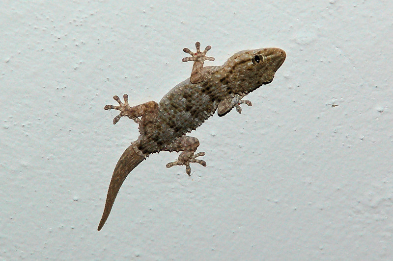 Geko
