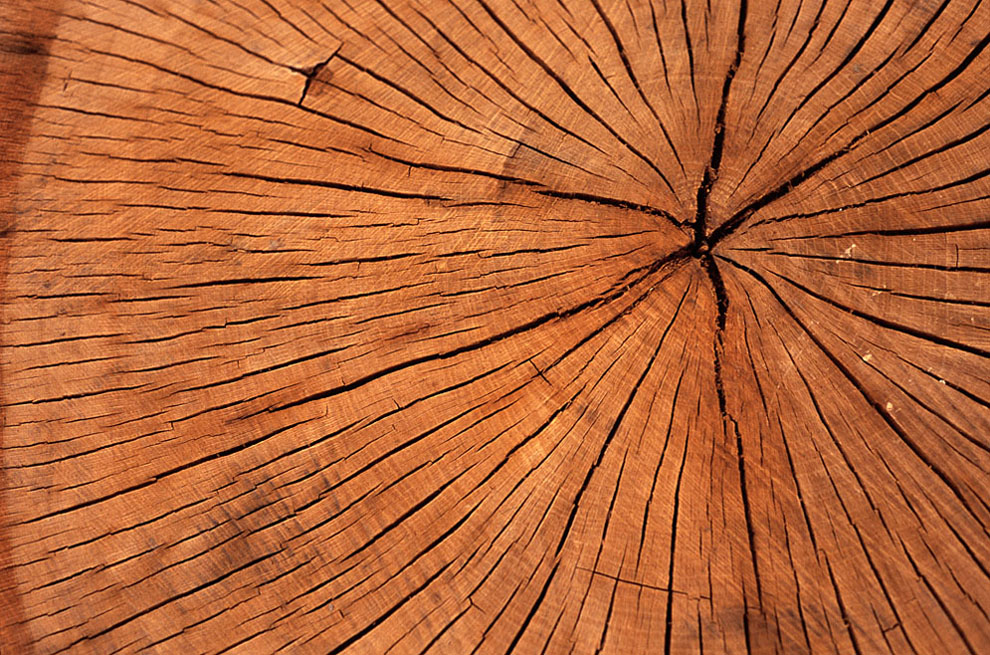 Il tempo scolpito nel legno