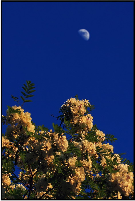 Il profumo della sera