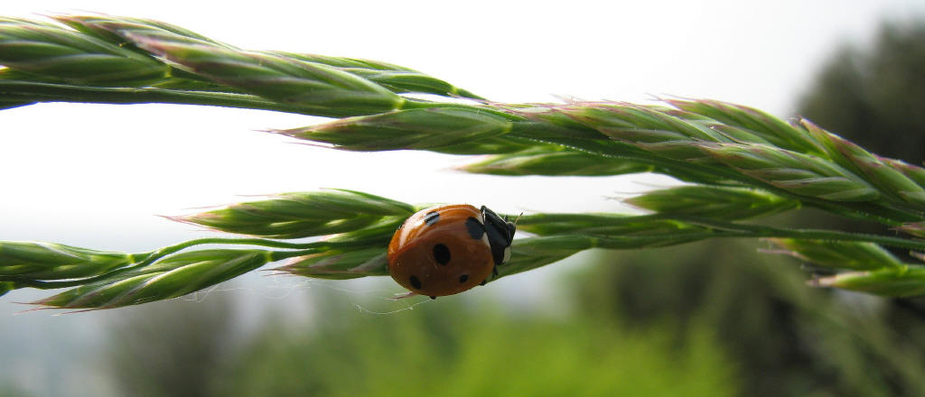 La natura � spesso meravigliosa: un esempio