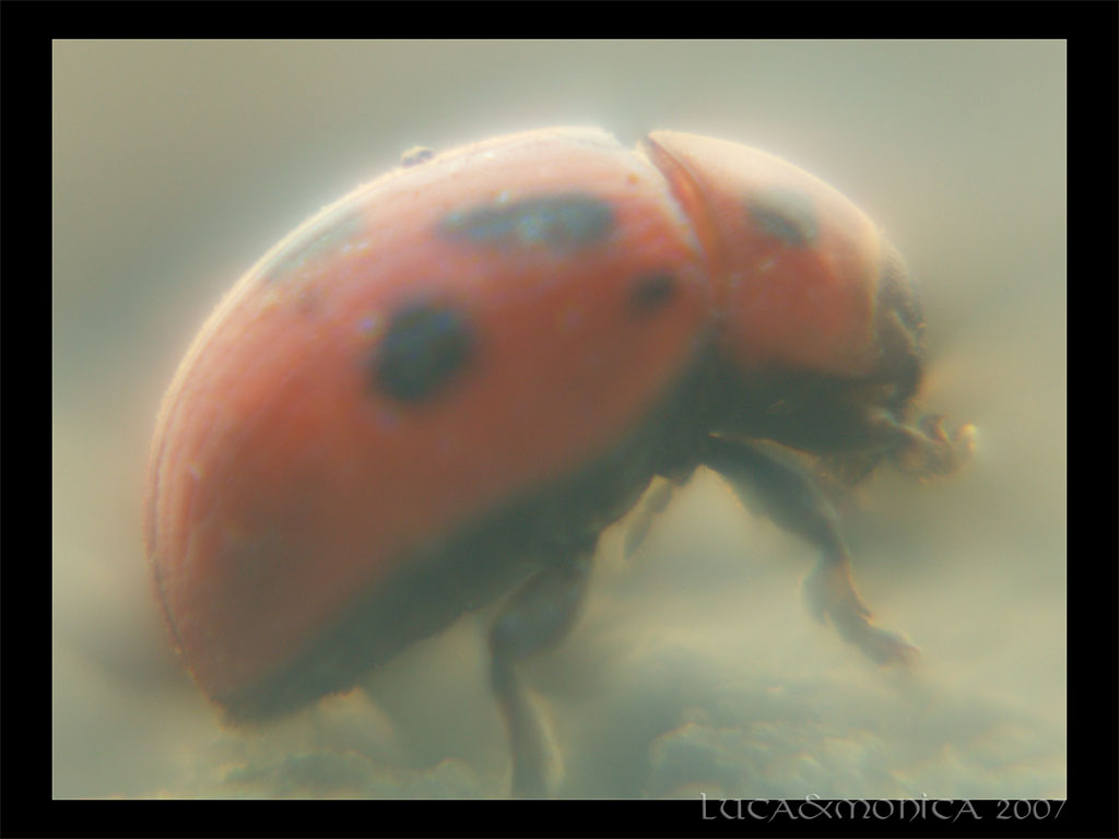 Coccinella... in sogno.