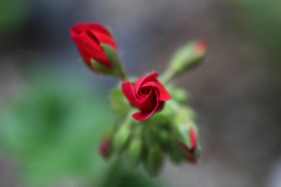 Non odora di rosa, e rosa non � ...