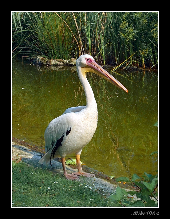 pellicano zoo di napoli 2