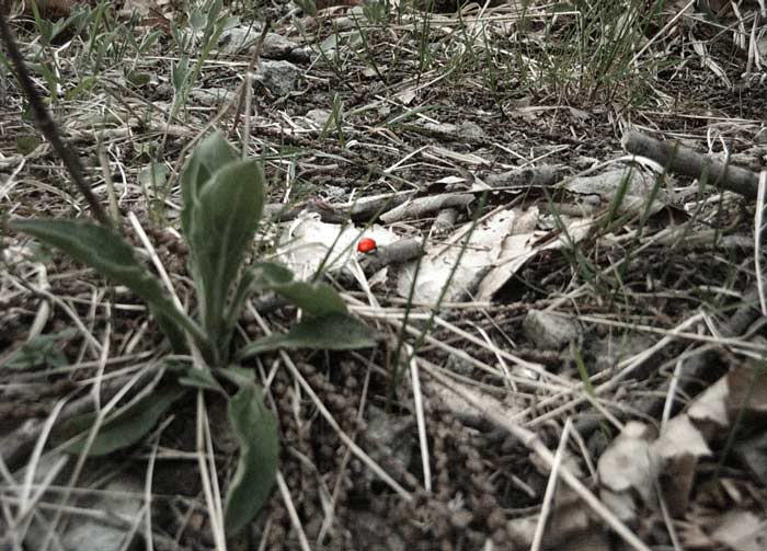 Primavera Coming Soon