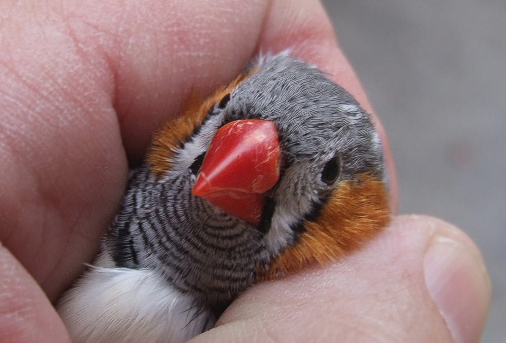 ultimo arrivato in casa