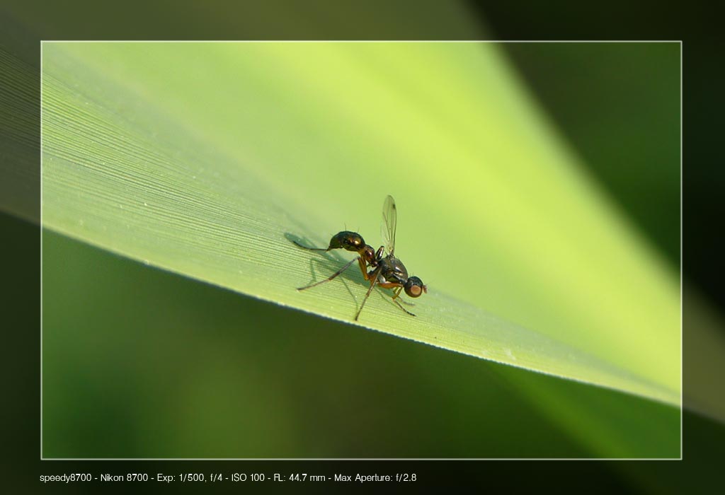 Si pu� postare? (nuovo utente :)