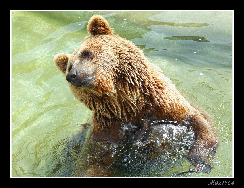 orso zoo di Napoli 2