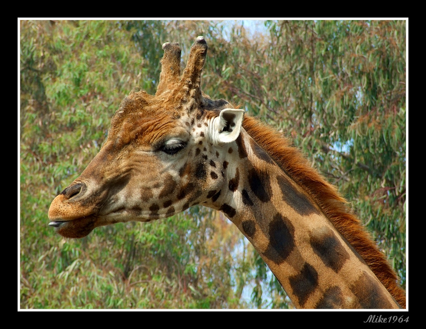 giraffa zoo di Napoli