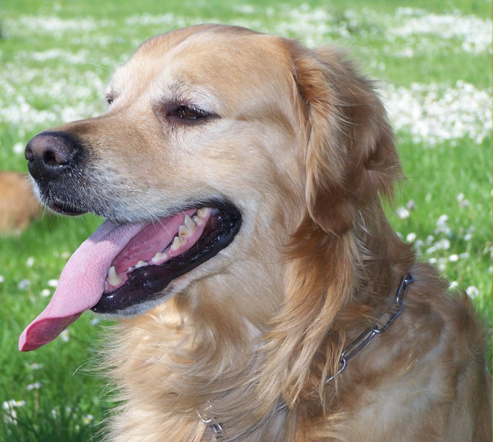 Il miglior amico dell'uomo