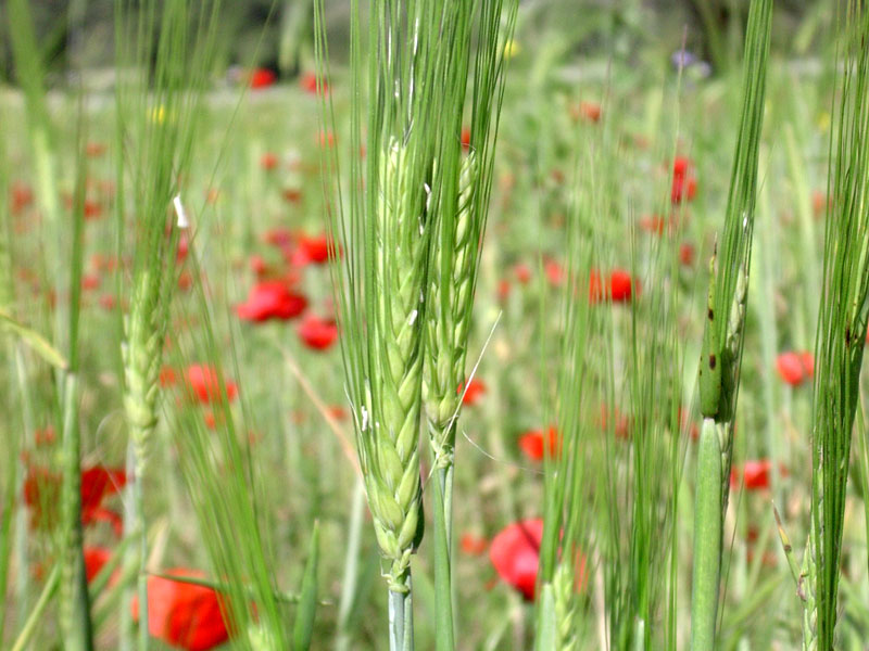 Papaveri e spighe...