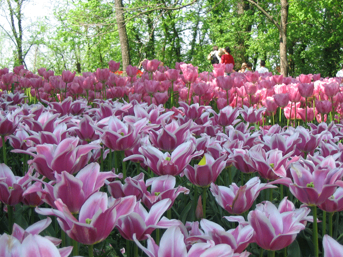 tulipani
