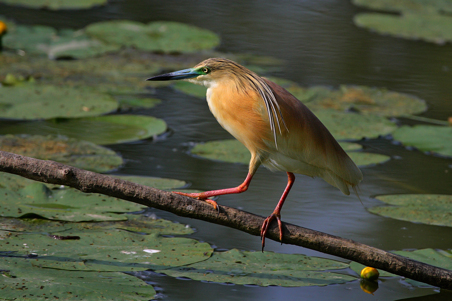 Sgarza dal bel ciuffetto...