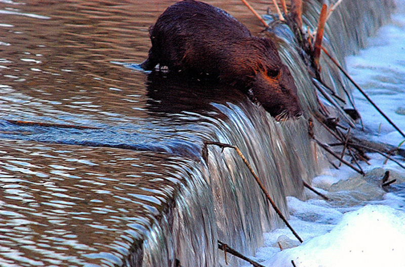 nutria