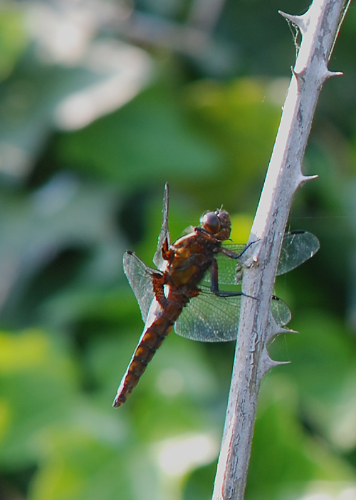 libellula
