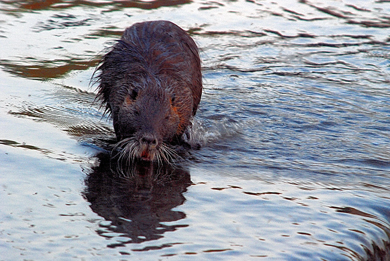 nutria bagnata.