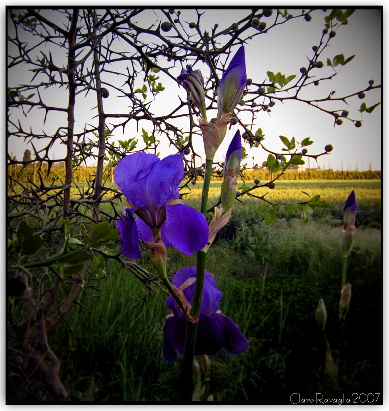 Bellezza fra le spine......